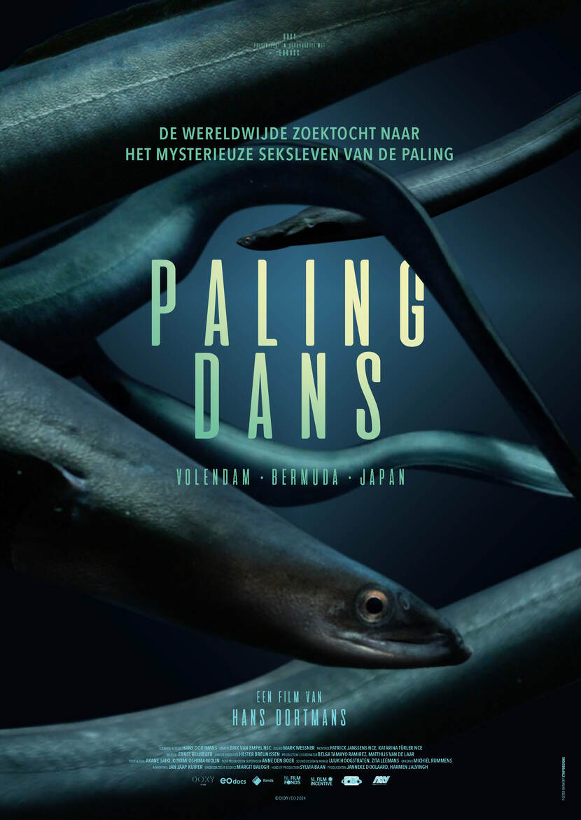 Poster documentaire Palingsdans